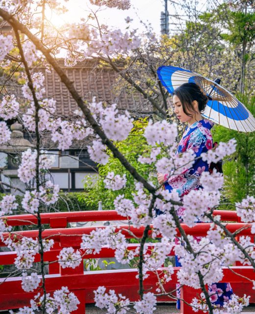 Asian woman wearing japanese traditional kimono and cherry blossom in spring, Kyoto temple in Japan.